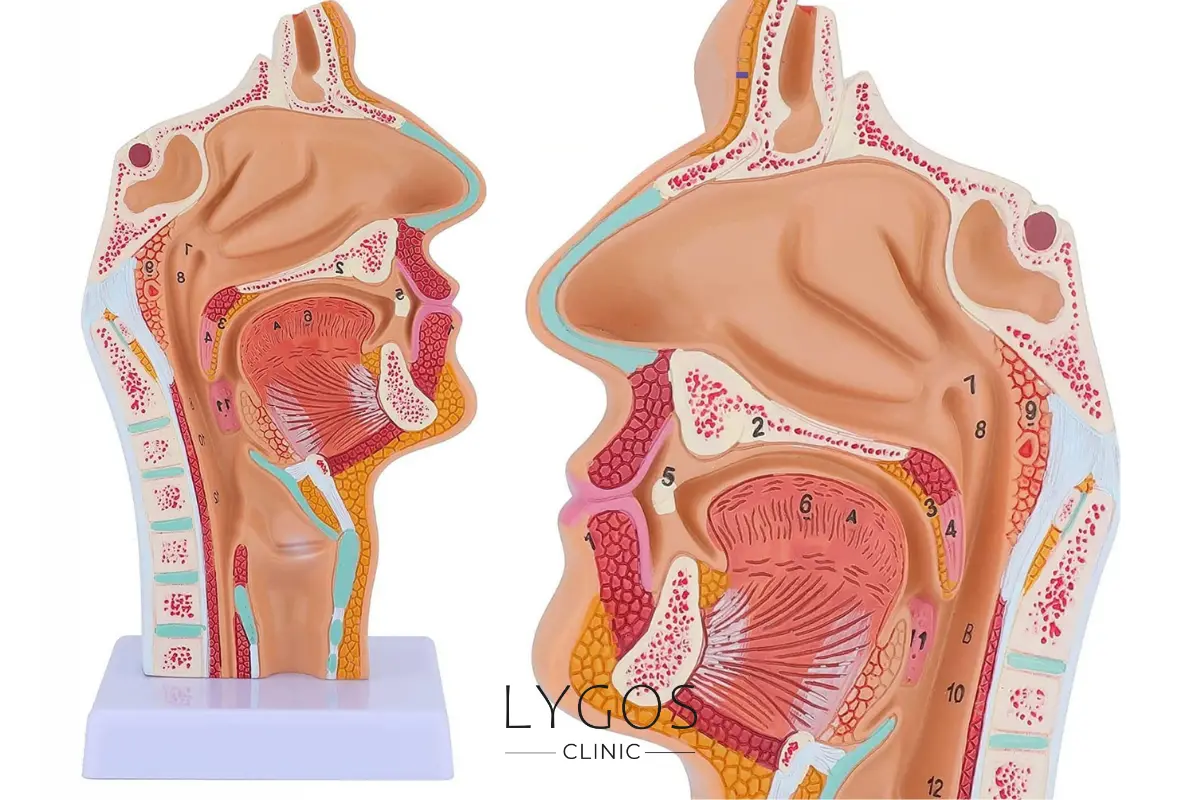 Anatomy Differences That Influence Technique